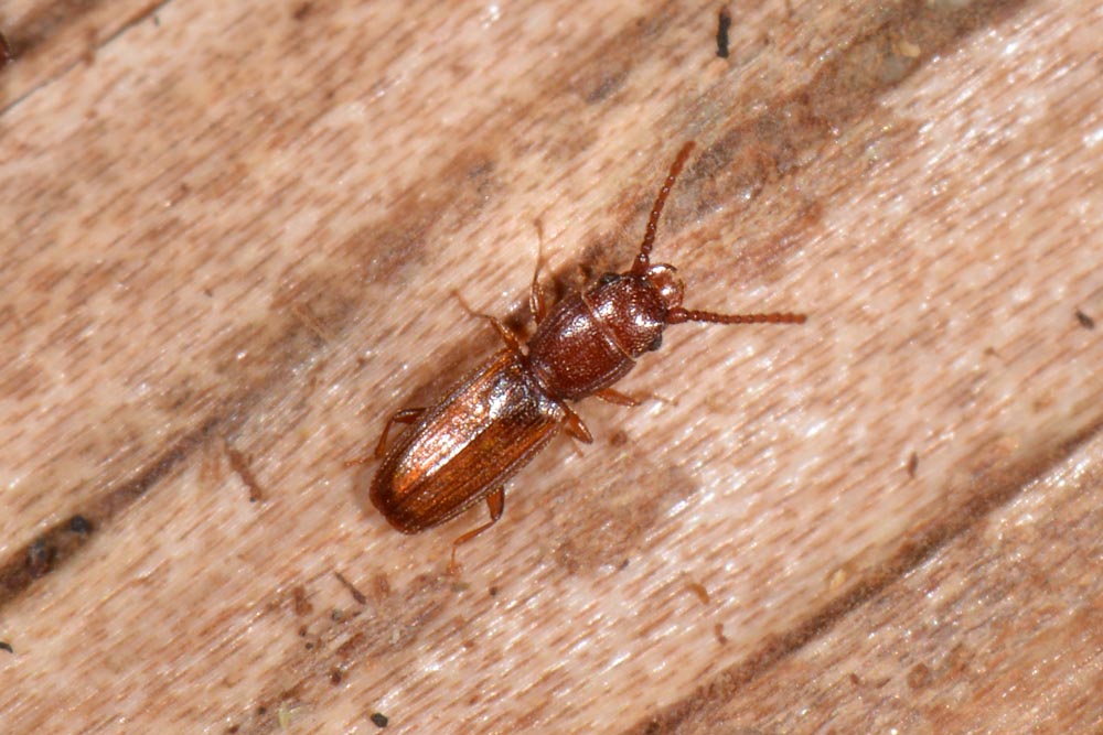 Bothrideres bipunctatus (Bothrideridae) e Cryptolestes cfr. duplicatus (Laemophloeidae)